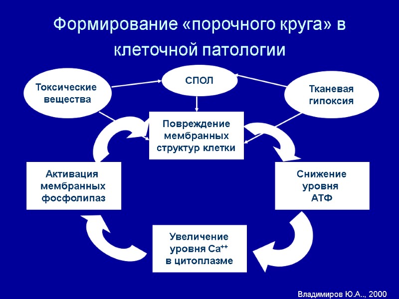 Формирование «порочного круга» в клеточной патологии  Повреждение мембранных структур клетки Активация  мембранных